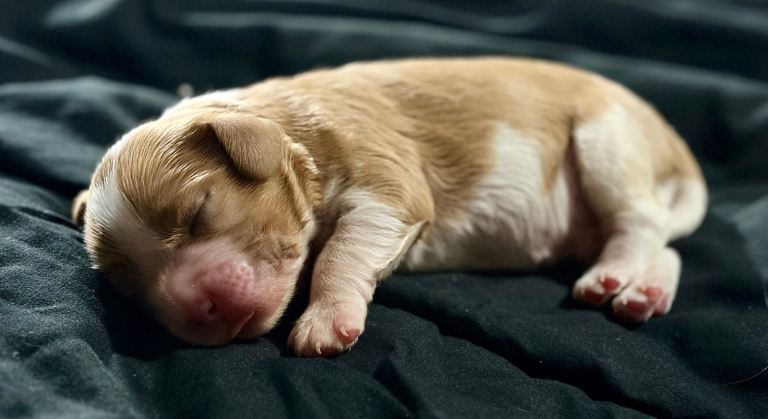 Beautiful cavalier king Charles spaniel puppies 