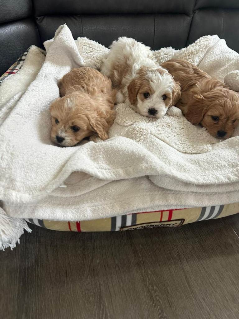 Cavapoo puppies 