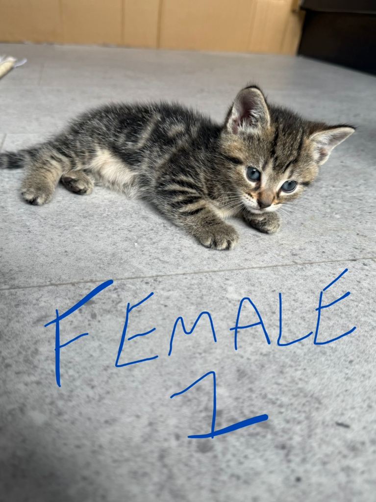 Adorable kittens 