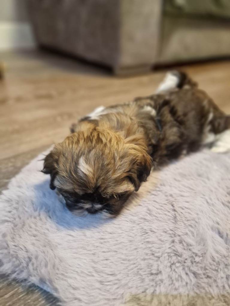 Shih tzu puppies 