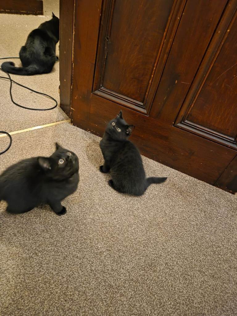 All kittens are now reserved