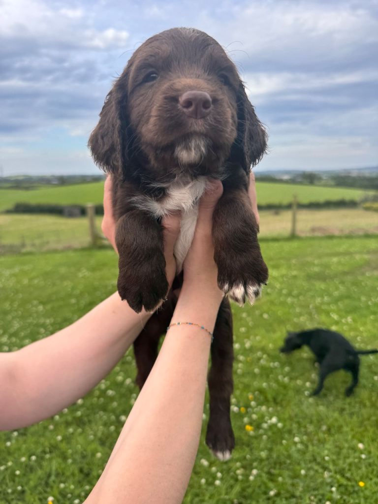 Sprocker puppies
