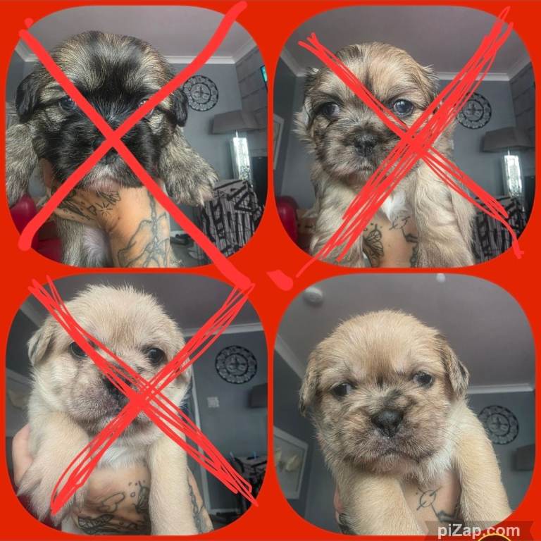 French bulldog tzu 1 girls left ready to go 