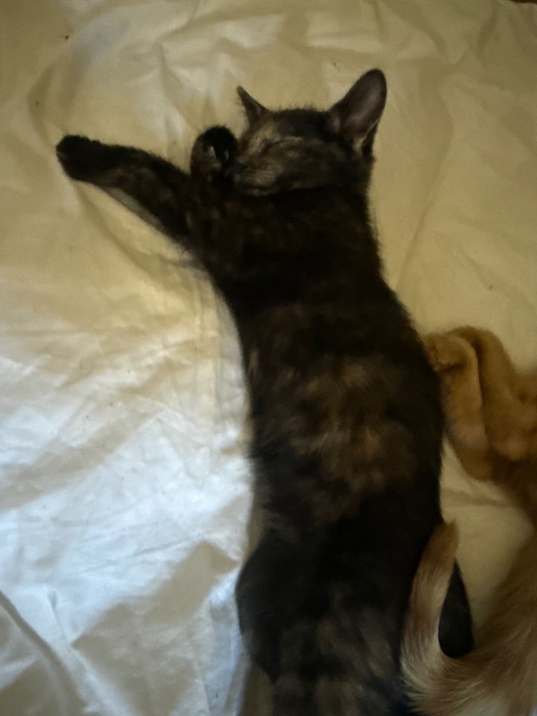 Kittens for sale. Depford area