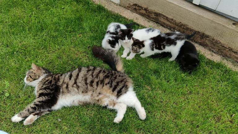 Kittens for sale