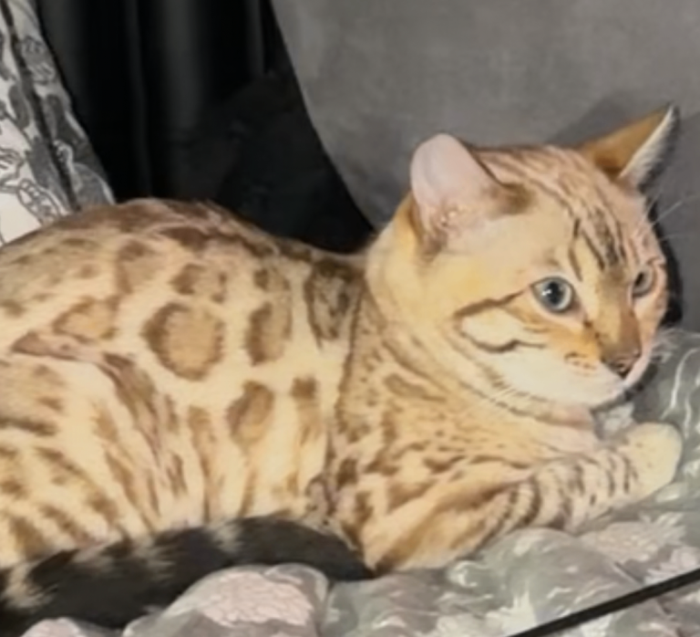 Bengal Kitten