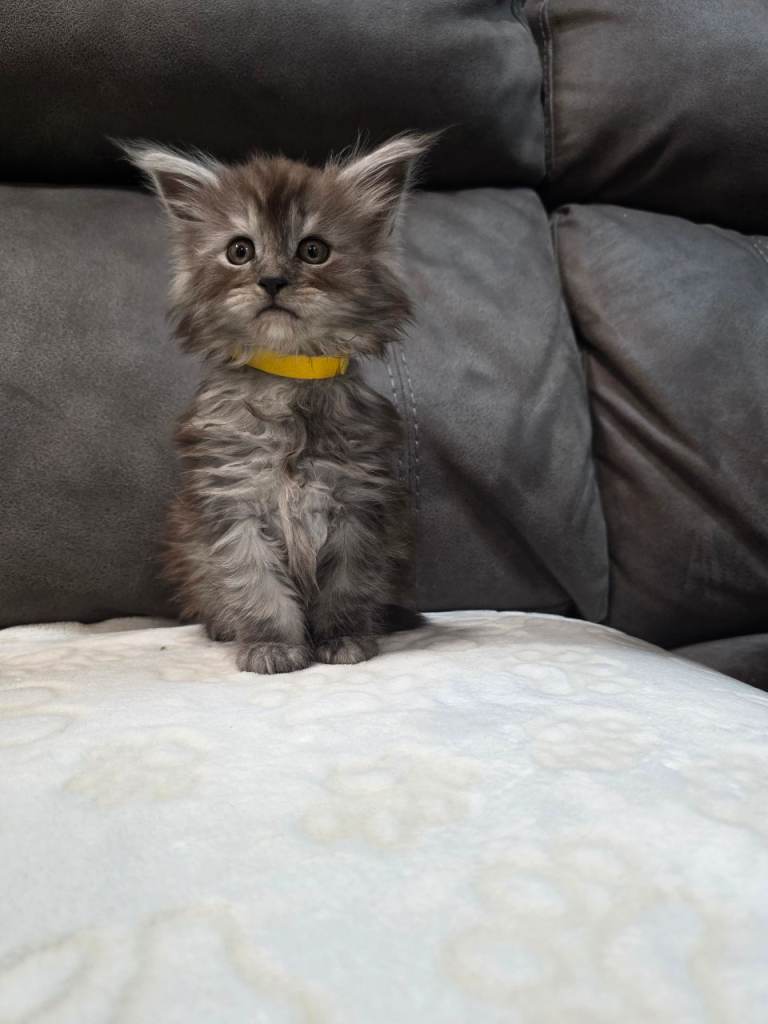 Maine coon pedigree kittens TICA
