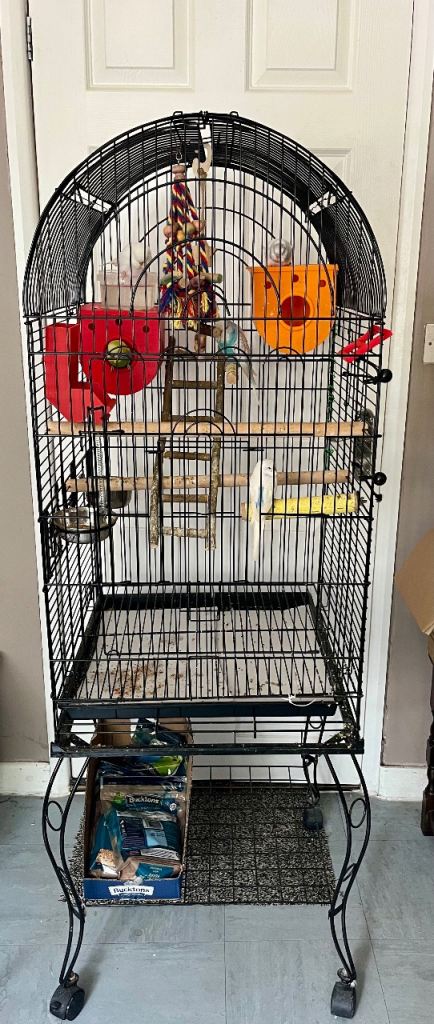 Bird cage with 4 budgies