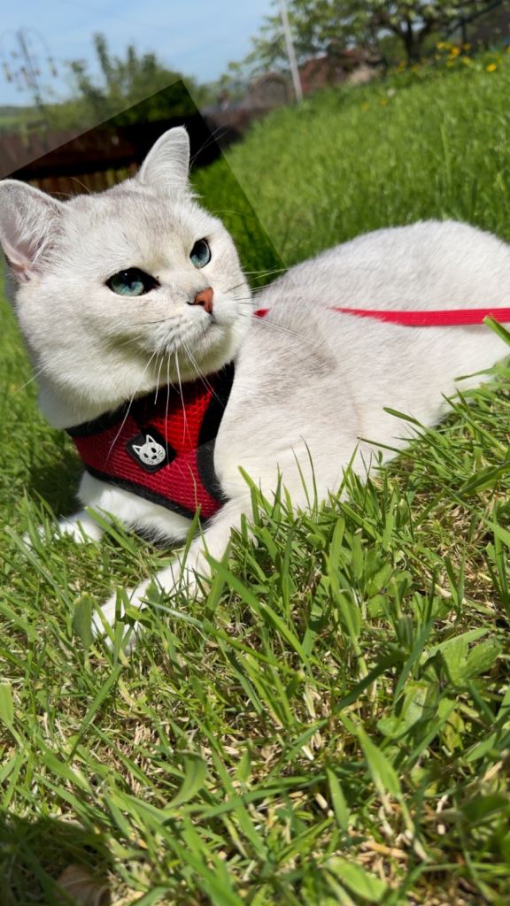 British shorthair pair under 1year old house cats 