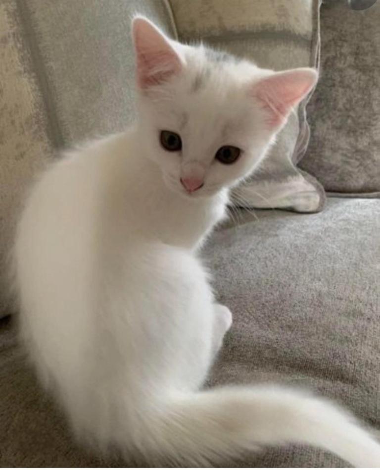 Beautiful kittens