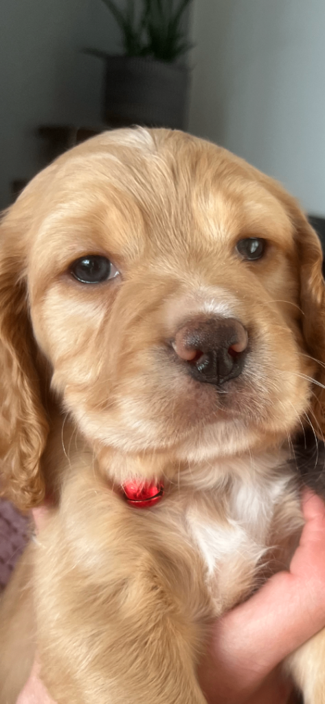 🐶Cocker Spaniel puppies for sale🐶