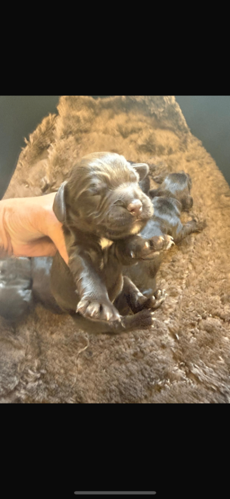 Cocker spaniel puppies