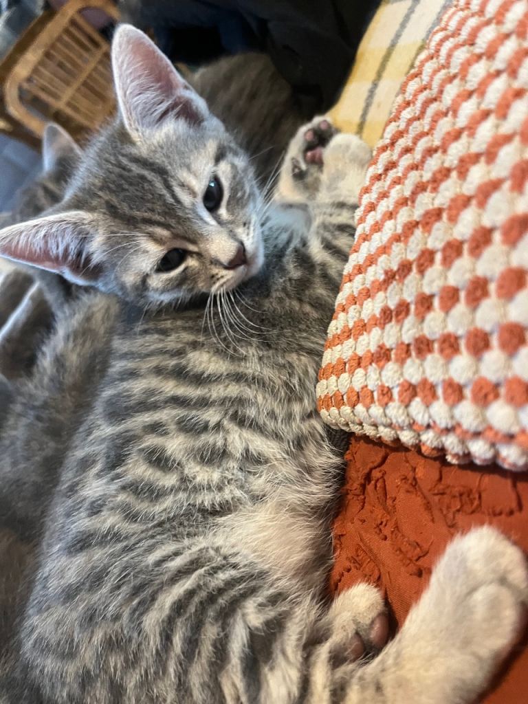 Russian Blue cross girl