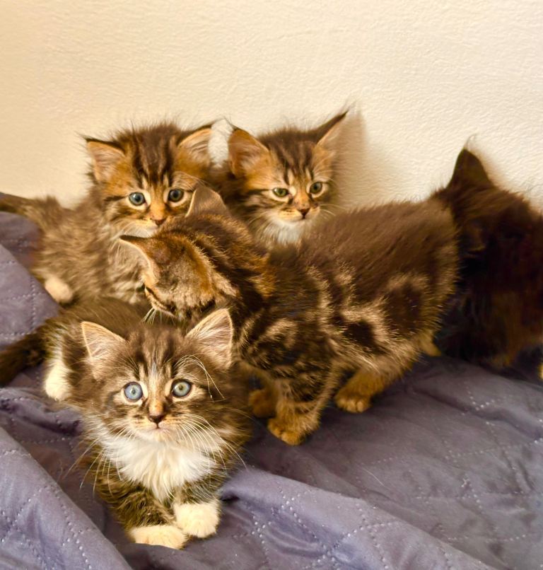 I have gorgeous Kittens 🐱 