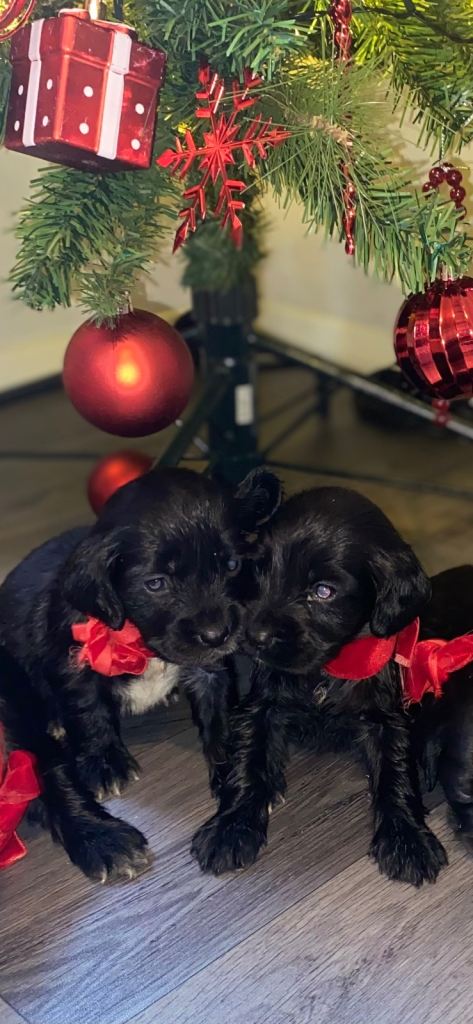 Cocker spaniel puppies 