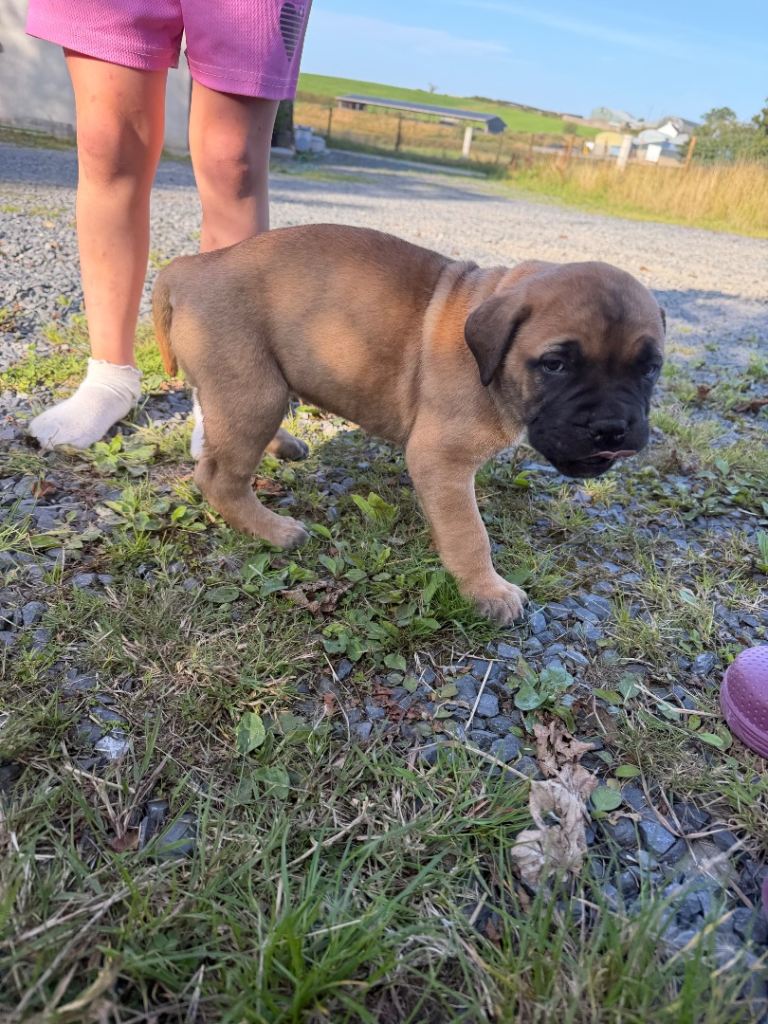 Full-Bred Bullmastiff Puppies – 2 Males & 3 Females – £1,500