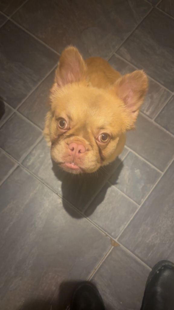 Isabella fluffy French bulldog 