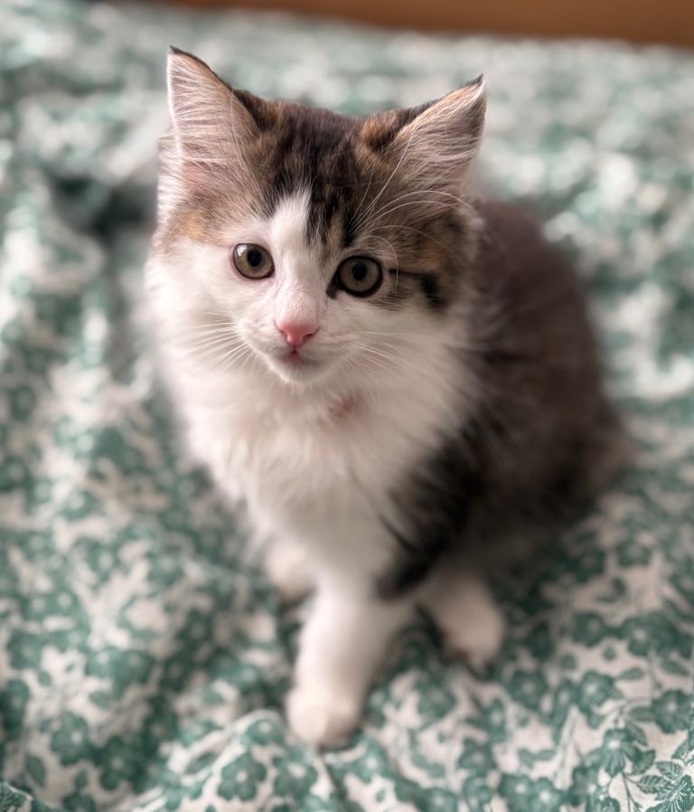 Stunning Persian x Maine Coon female kitten 