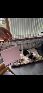 Dog Crate   Extra Large
