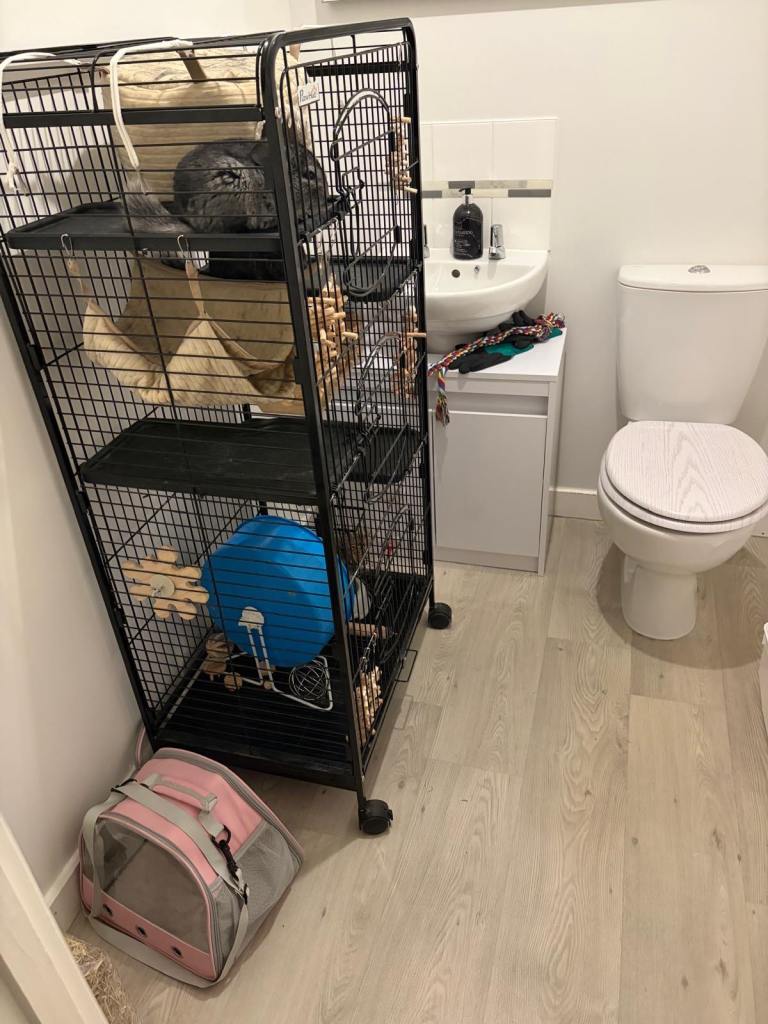 2 girl 9 month Chincilla’s 
