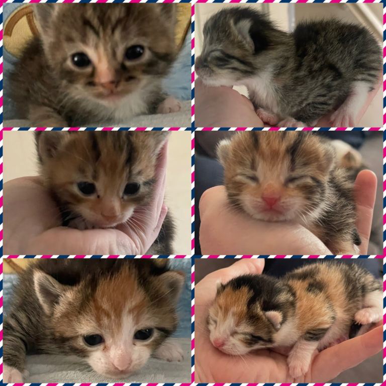 Beautiful litter of kittens looking for new homes 