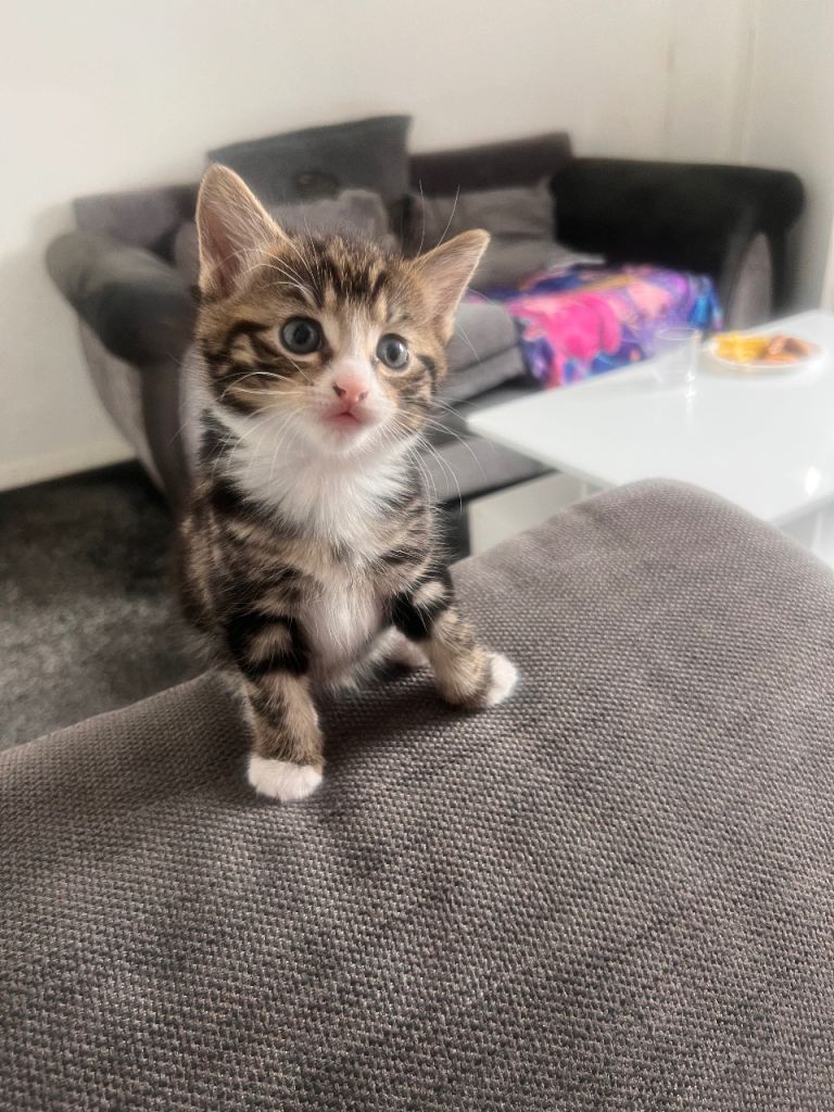 Kitten 