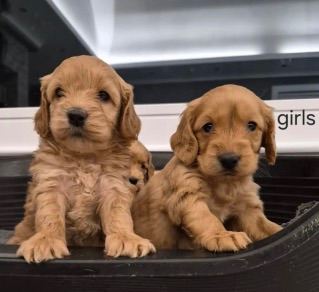  Cockapoo pups for sale.