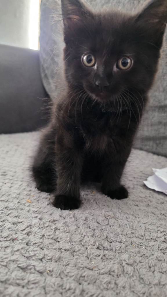 3 kittens available 9 weeks old £50