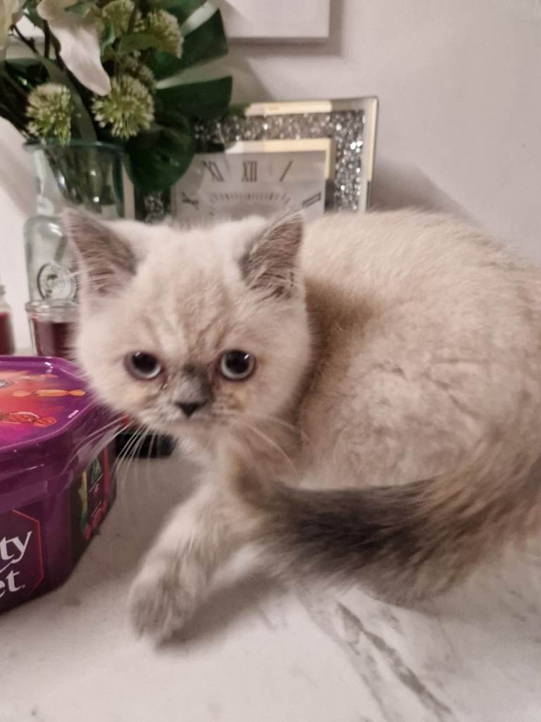 Persian bhs x pointer 