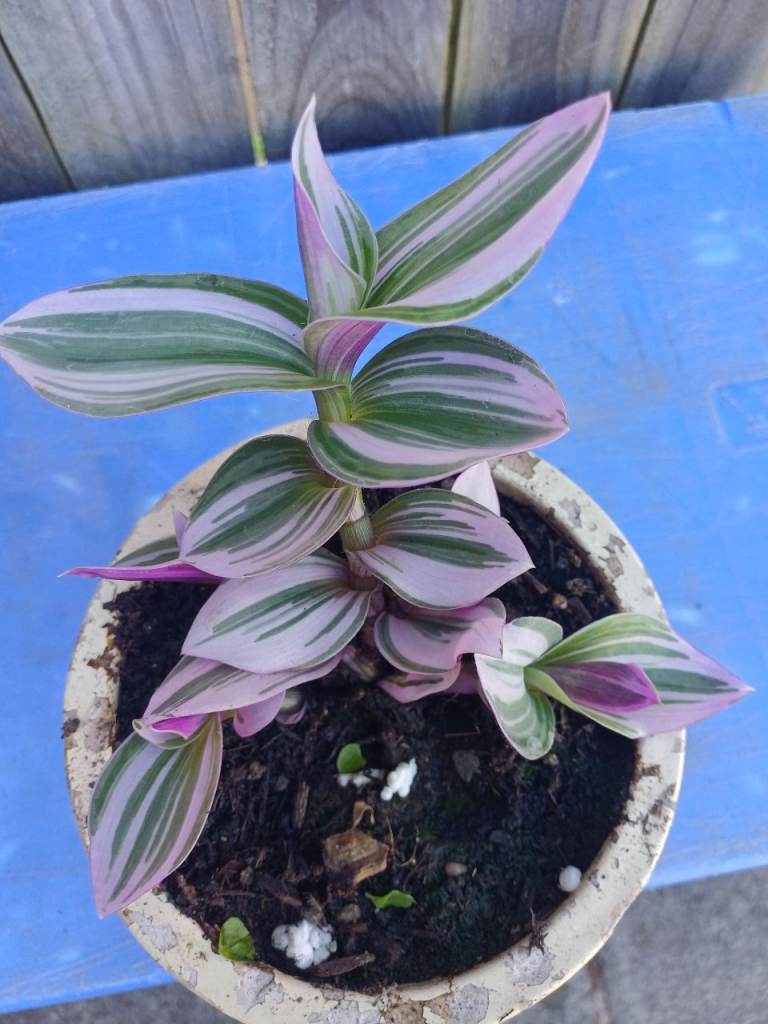 Rare Tradescantia  Nanouk. Indoor Plant 