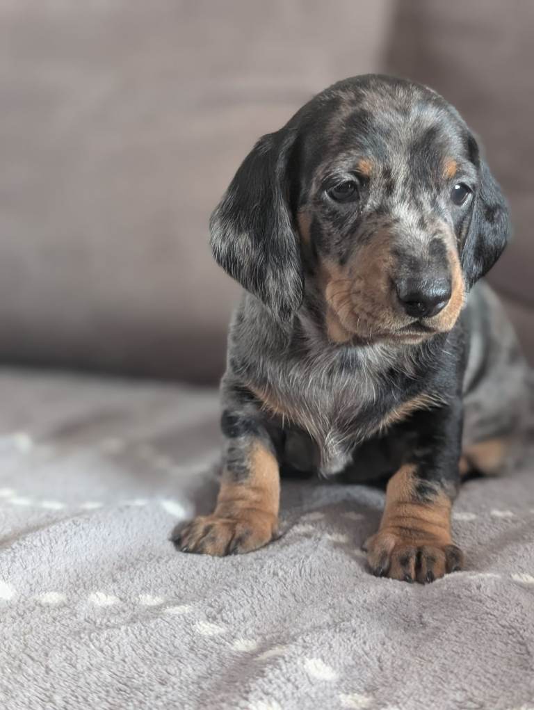 Champion Line Standard Dachshund puppies