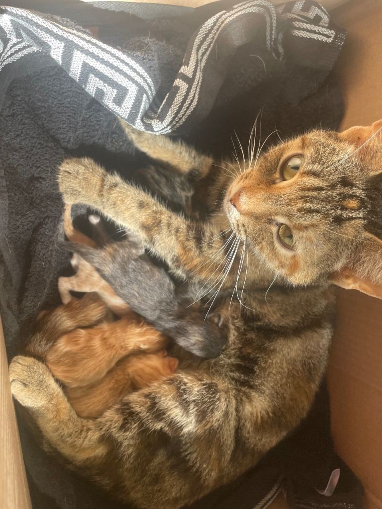 Beautiful mix ginger