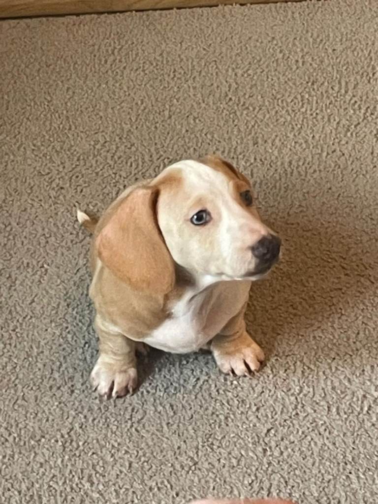 Miniature dachshund pups