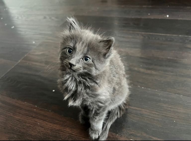 Beautiful Kitten 