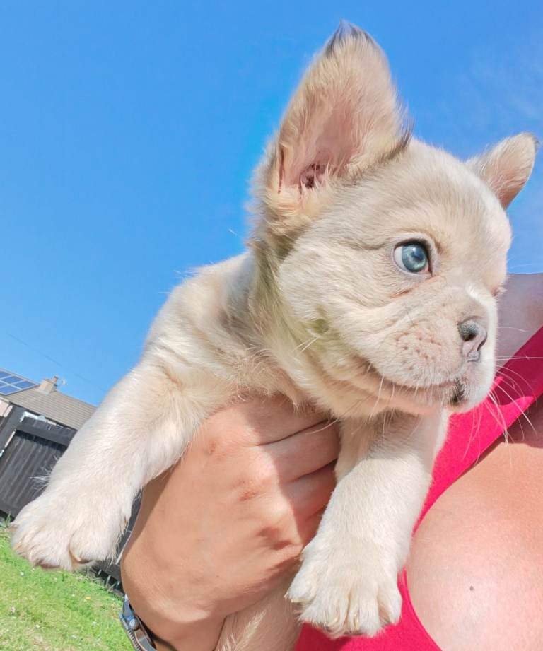 Price reduced french bulldog pups