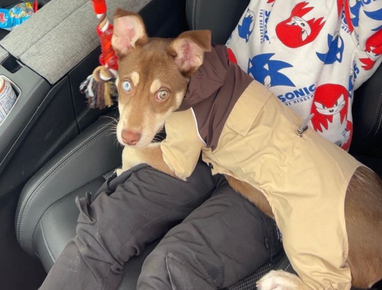 Staff & Husky Mix Puppy