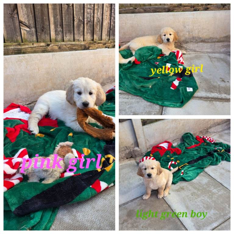 Lovely Golden Retriever puppies 