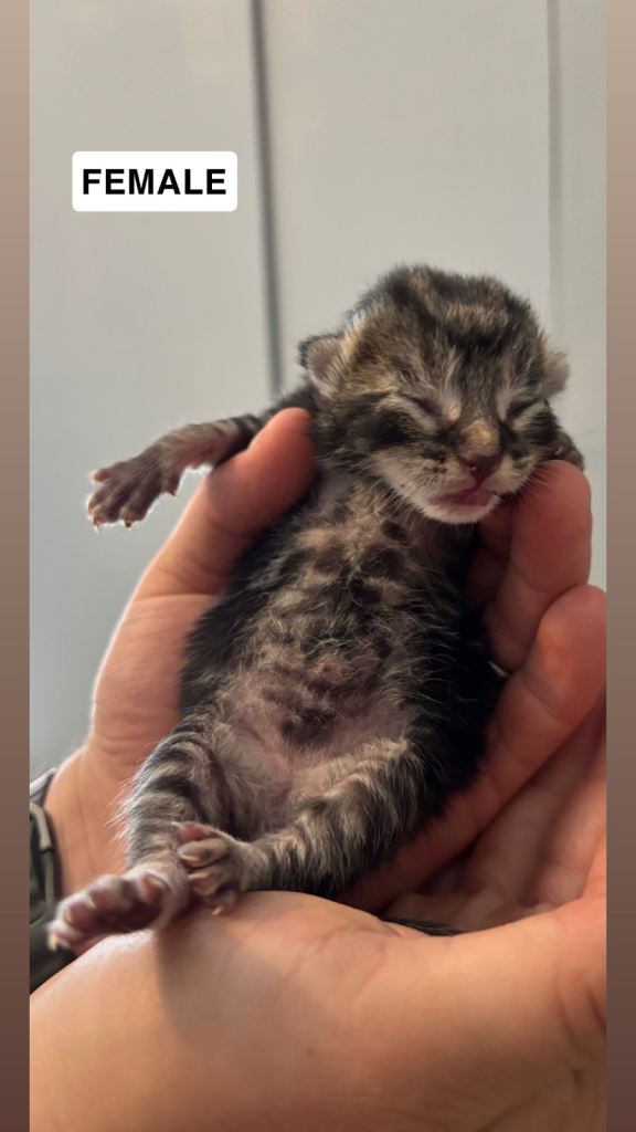 Kittens for reserving! 🐱 🤍