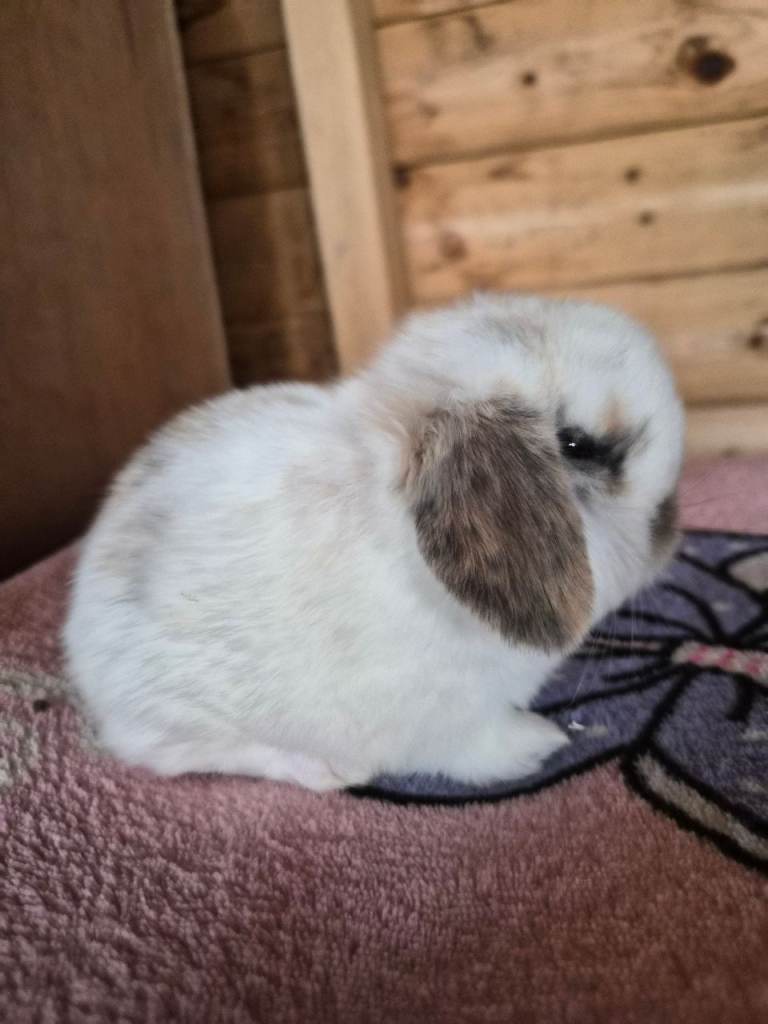 Baby Tri Charlie mini lop X Now Reserved X