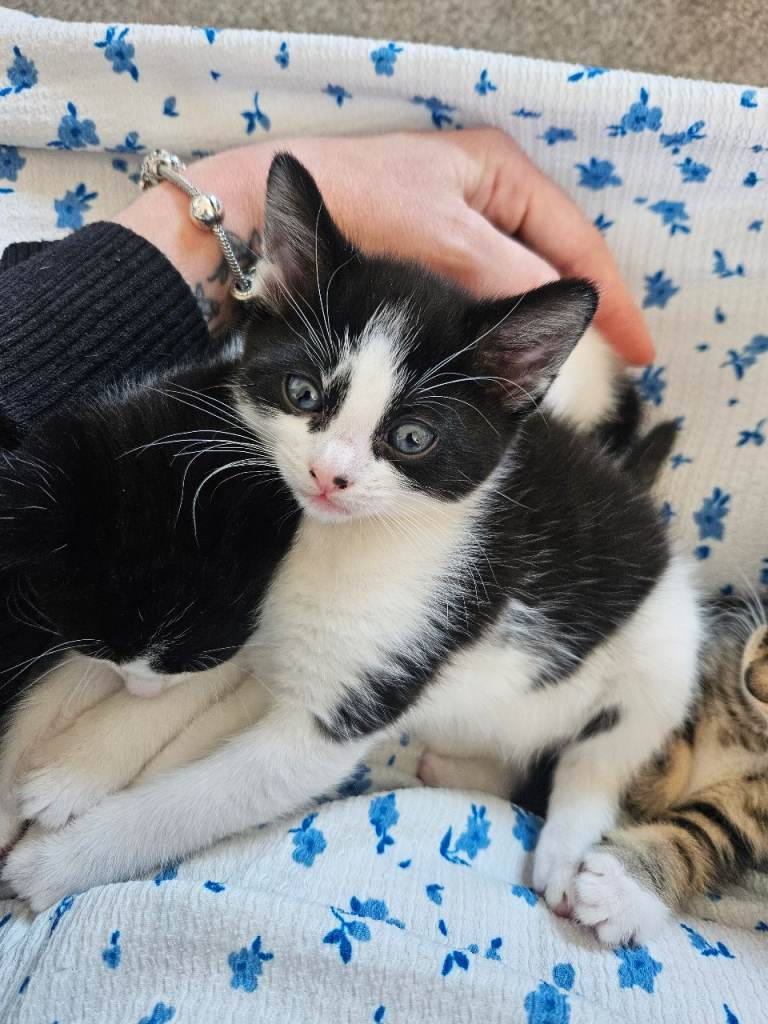 Beautiful female kitten