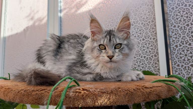 Tica registered Maine coon kittens 
