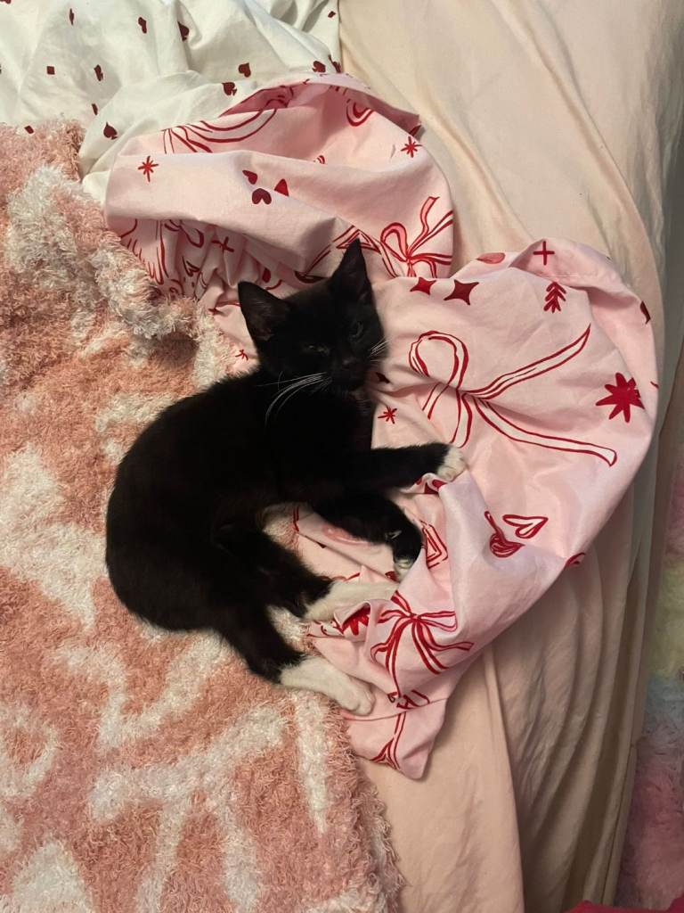 Two kittens