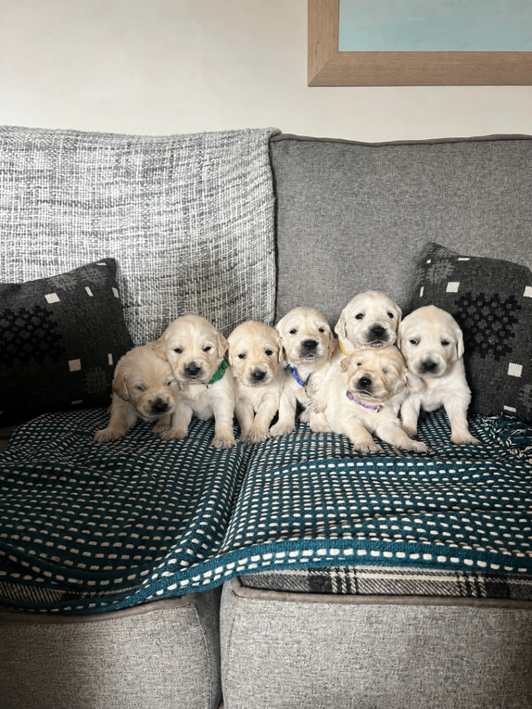 Golden Retriever Puppies Seeking Forever Homes