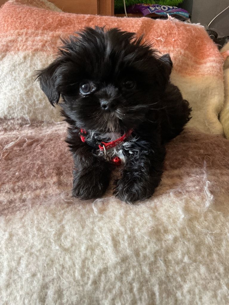 5 beautiful malshi puppies - ready to go! Shih tzu x Maltese 