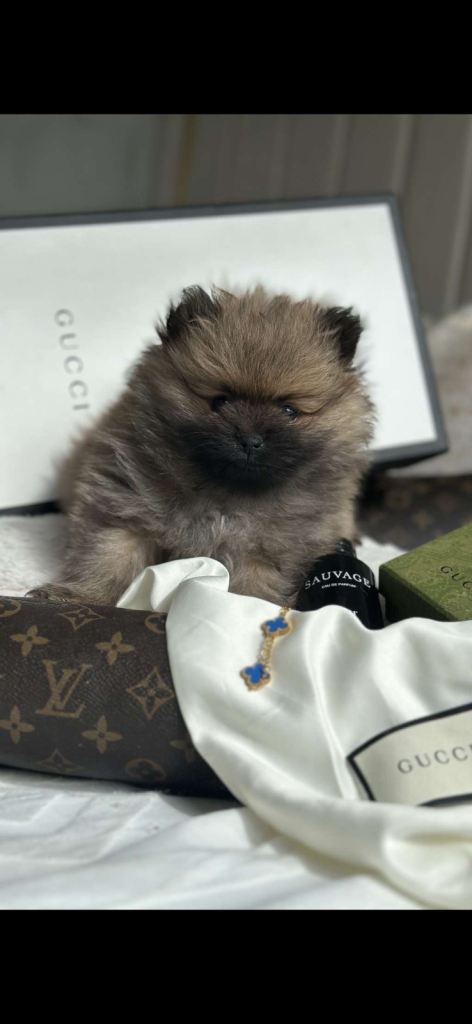 Miniature Pomeranian boy 