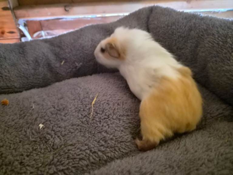 baby guinea pigs