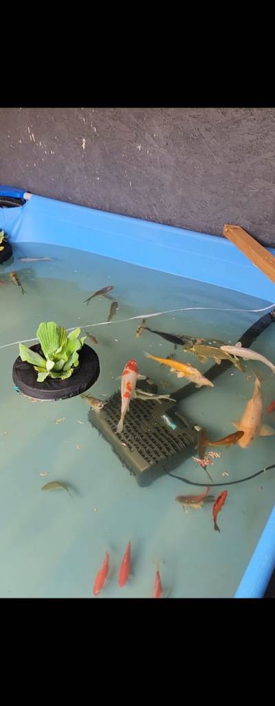 Koi and stergon 