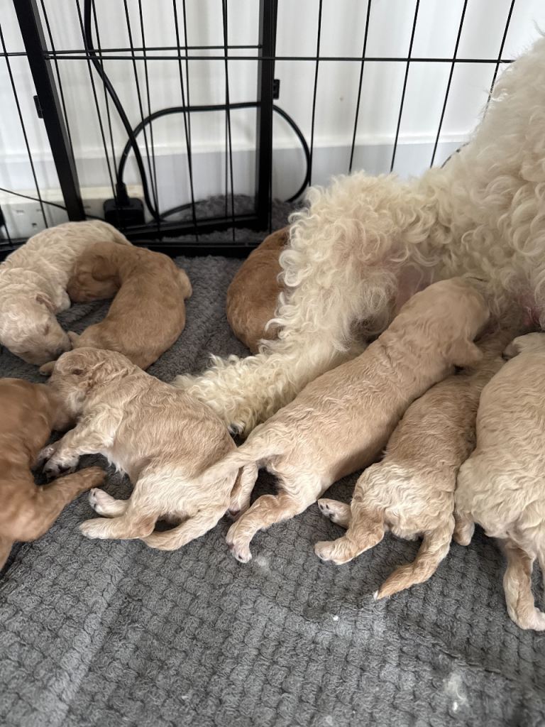 Labradoodle puppies for sale