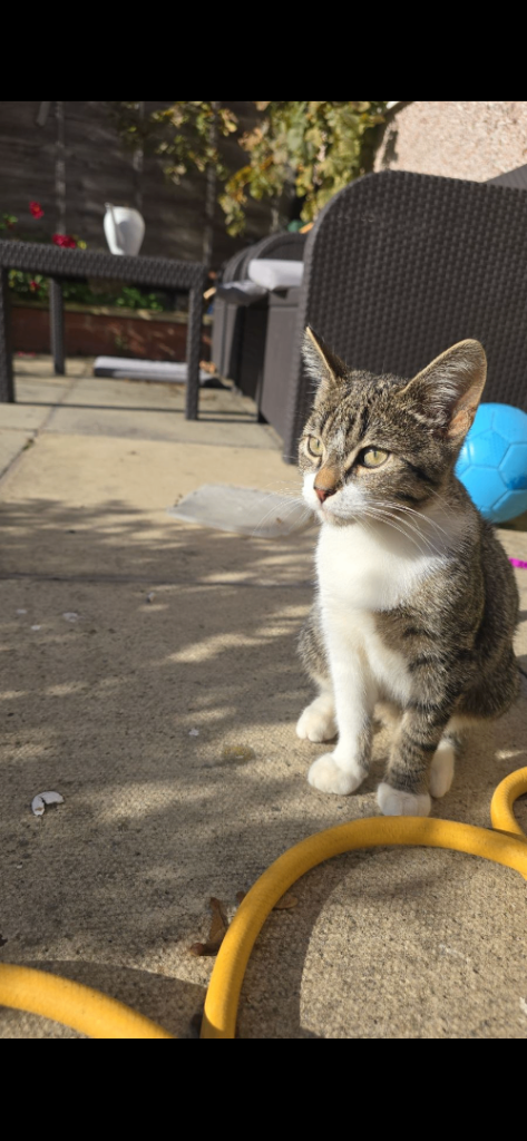 Kitten for sale