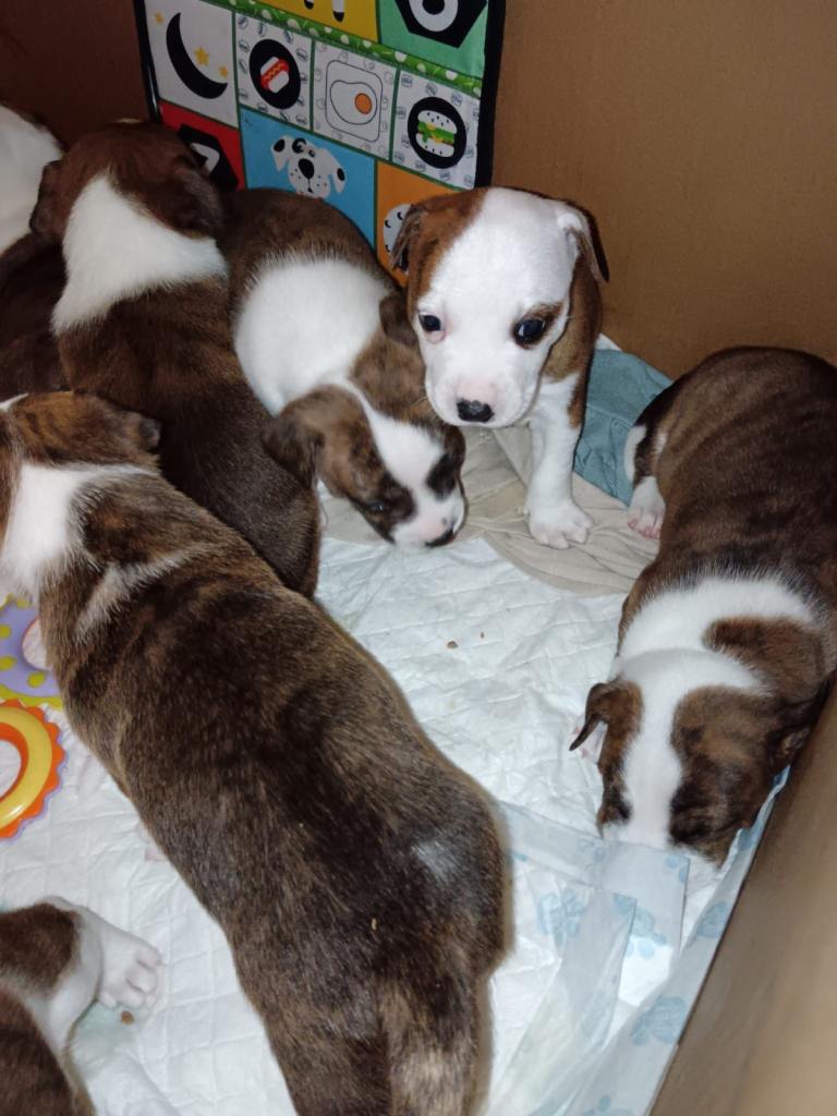 Staffy x Terrier in Walsall